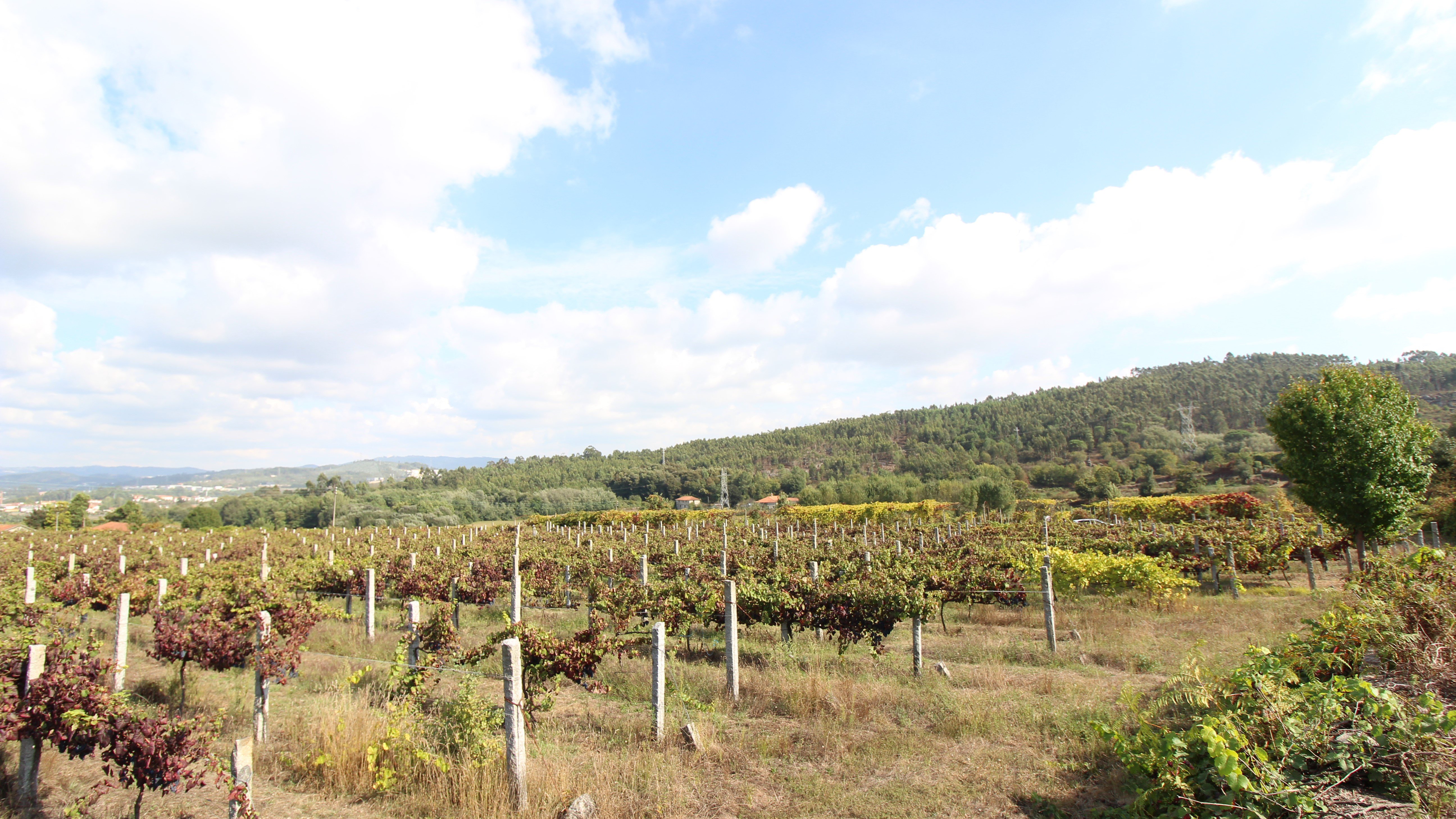 Foto 1 Quinta do Gremil Habitação rural com exploração vitivinícola
